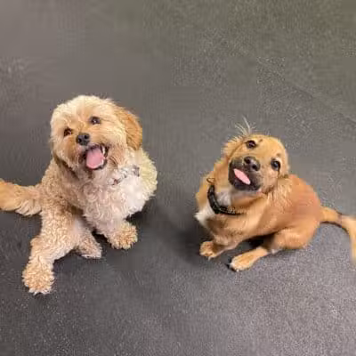 Stay Spot Dogs Columbus Ohio - Columbus, OH