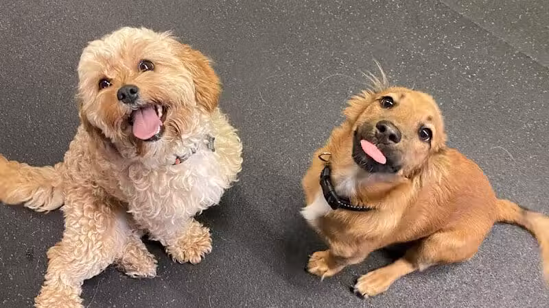 Stay Spot Dogs Columbus Ohio - Columbus, OH