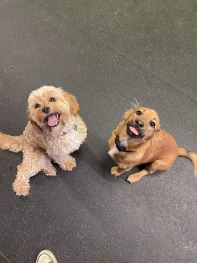 Stay Spot Dogs Columbus Ohio - Columbus, OH