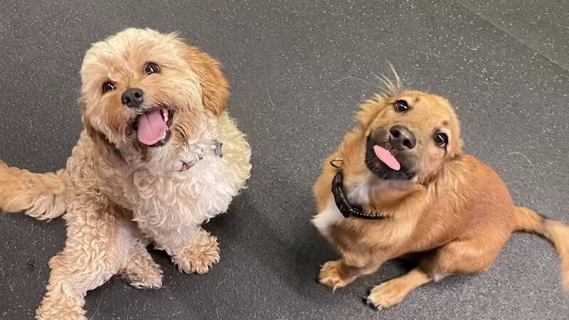 Stay Spot Dogs Columbus Ohio - Columbus, OH