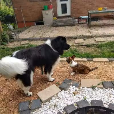 Stay Spot Dogs Columbus Ohio - Columbus, OH