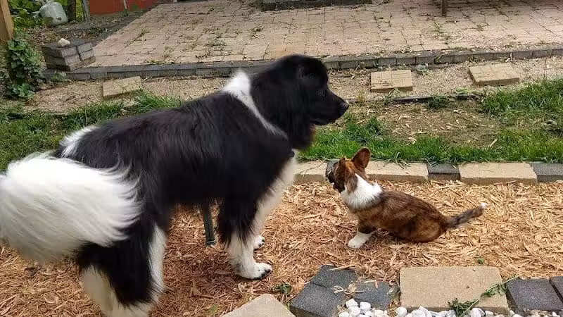 Stay Spot Dogs Columbus Ohio - Columbus, OH