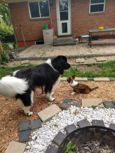 Stay Spot Dogs Columbus Ohio - Columbus, OH