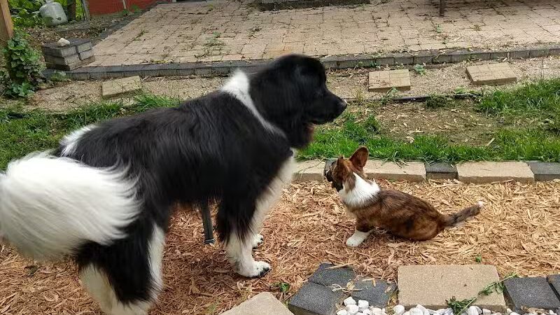 Stay Spot Dogs Columbus Ohio - Columbus, OH