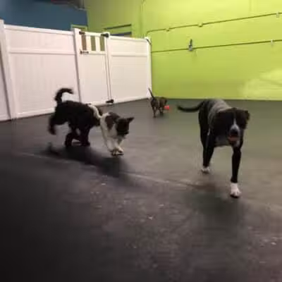 Stay Spot Dogs Columbus Ohio - Columbus, OH