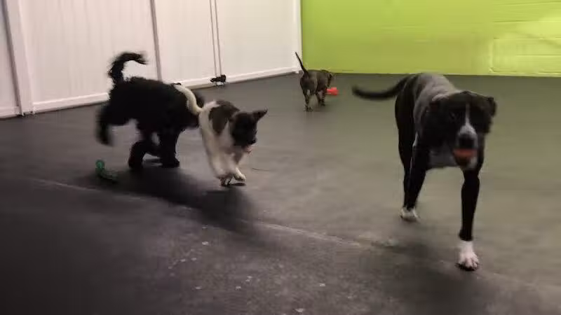 Stay Spot Dogs Columbus Ohio - Columbus, OH