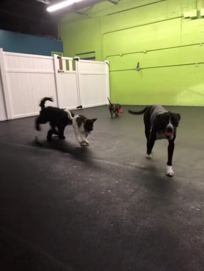 Stay Spot Dogs Columbus Ohio - Columbus, OH