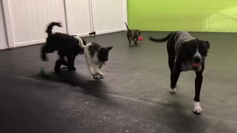 Stay Spot Dogs Columbus Ohio - Columbus, OH