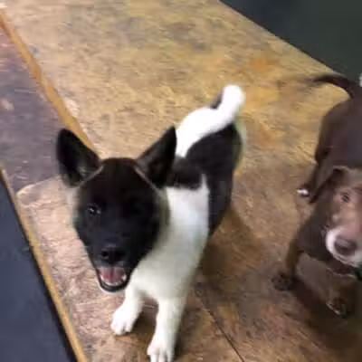 Stay Spot Dogs Columbus Ohio - Columbus, OH