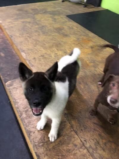 Stay Spot Dogs Columbus Ohio - Columbus, OH