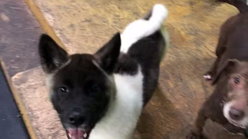 Stay Spot Dogs Columbus Ohio - Columbus, OH