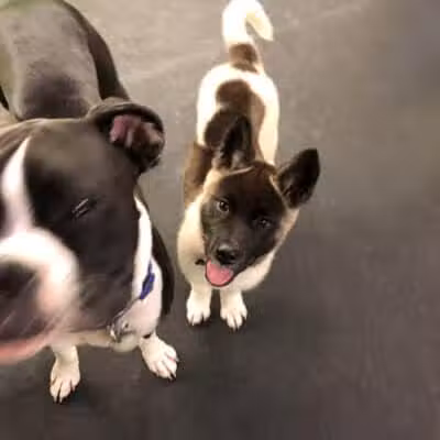 Stay Spot Dogs Columbus Ohio - Columbus, OH