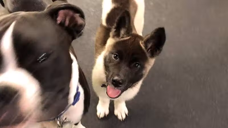 Stay Spot Dogs Columbus Ohio - Columbus, OH