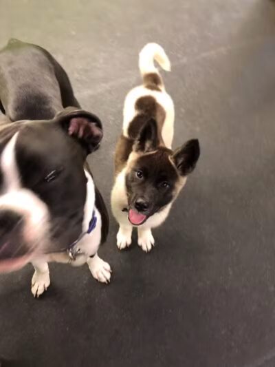 Stay Spot Dogs Columbus Ohio - Columbus, OH