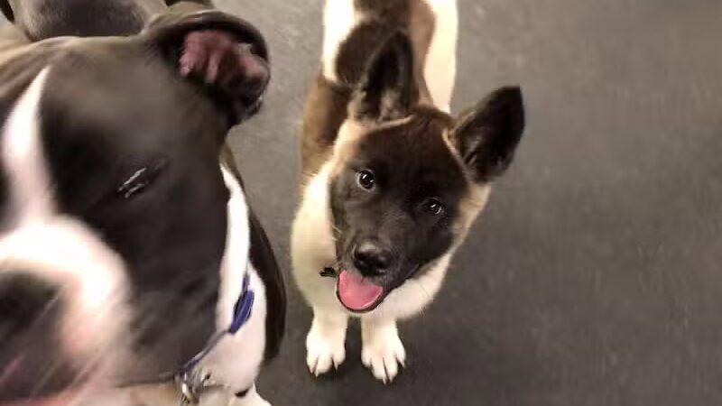 Stay Spot Dogs Columbus Ohio - Columbus, OH