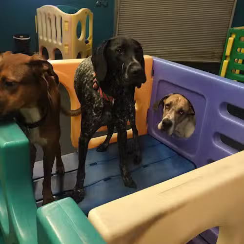 Stay Spot Dogs Columbus Ohio - Columbus, OH