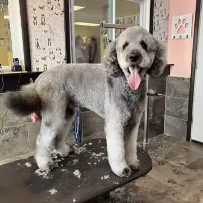 The Doggy Den - Columbus, OH