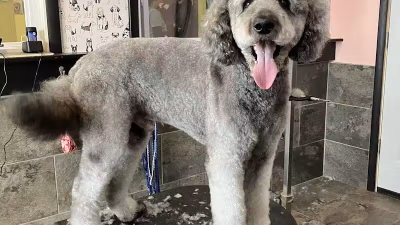 The Doggy Den - Columbus, OH