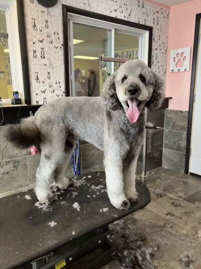 The Doggy Den - Columbus, OH