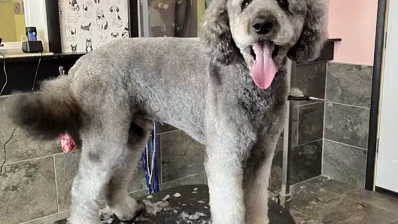 The Doggy Den - Columbus, OH