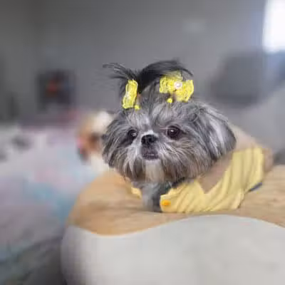 The Doggy Den - Columbus, OH