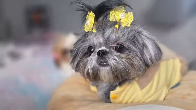 The Doggy Den - Columbus, OH