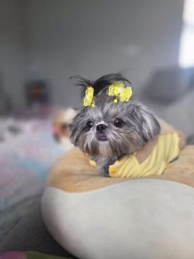 The Doggy Den - Columbus, OH