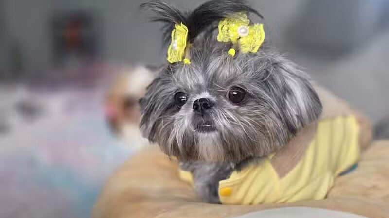 The Doggy Den - Columbus, OH