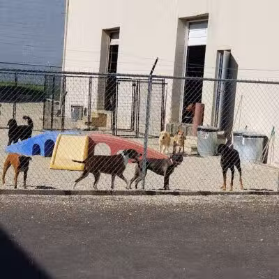 The Doggy Den - Columbus, OH