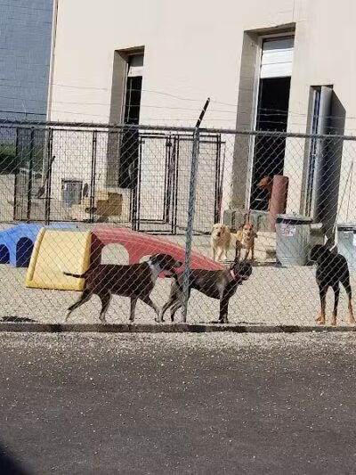 The Doggy Den - Columbus, OH