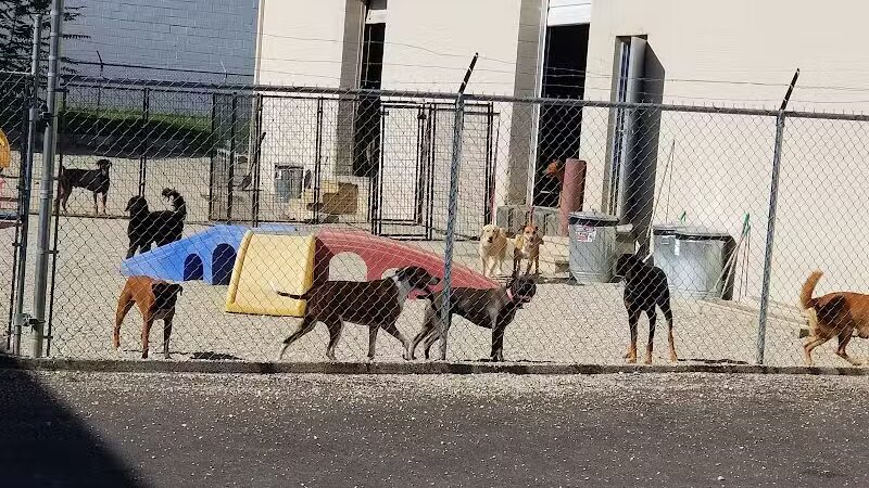 The Doggy Den - Columbus, OH