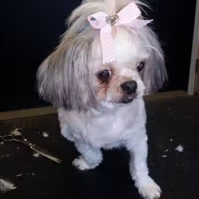 The Doggy Den - Columbus, OH