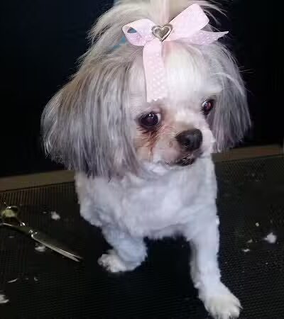 The Doggy Den - Columbus, OH