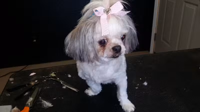 The Doggy Den - Columbus, OH