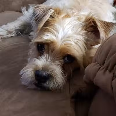 The Doggy Den - Columbus, OH