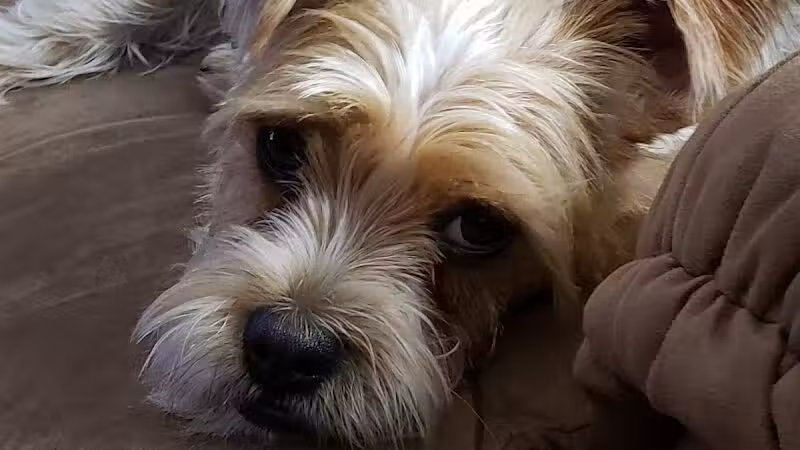 The Doggy Den - Columbus, OH