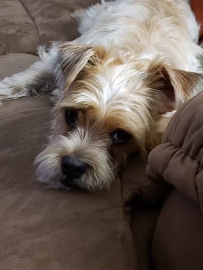 The Doggy Den - Columbus, OH