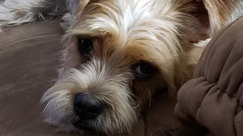 The Doggy Den - Columbus, OH