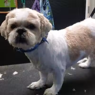 The Doggy Den - Columbus, OH