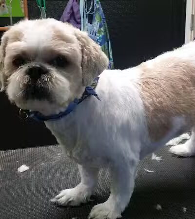 The Doggy Den - Columbus, OH