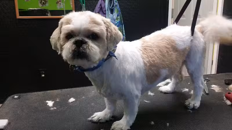 The Doggy Den - Columbus, OH