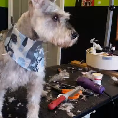 The Doggy Den - Columbus, OH