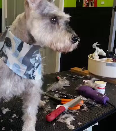 The Doggy Den - Columbus, OH