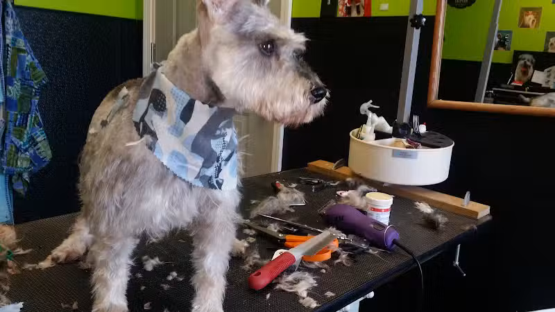 The Doggy Den - Columbus, OH