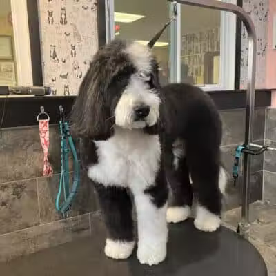 The Doggy Den - Columbus, OH