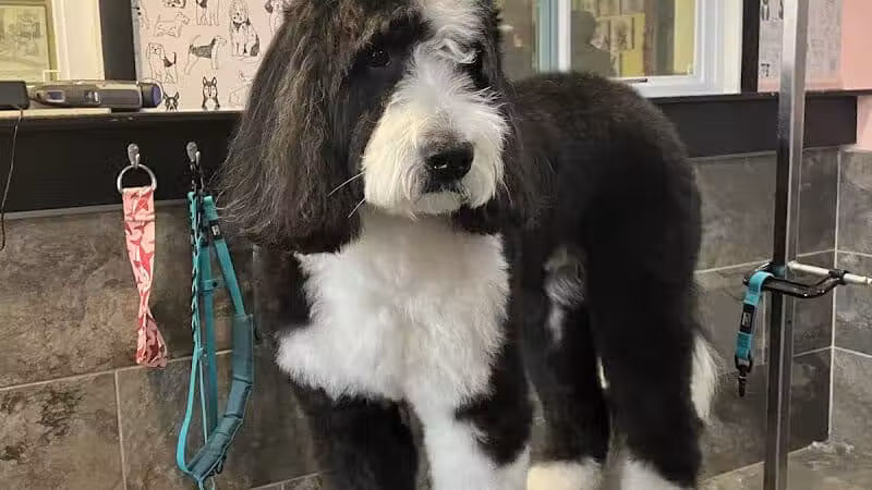 The Doggy Den - Columbus, OH