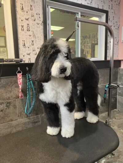 The Doggy Den - Columbus, OH