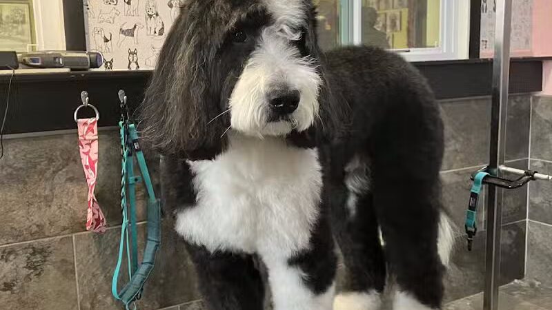 The Doggy Den - Columbus, OH