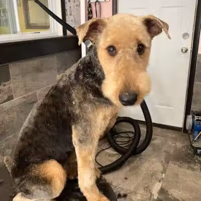 The Doggy Den - Columbus, OH