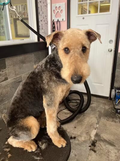 The Doggy Den - Columbus, OH